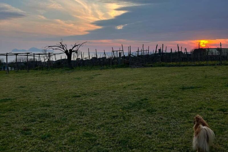 Pompeii: Dinner in a Farm To Table property on Mt. Vesuvius - Practical Details: Booking, Cancellation, and Language