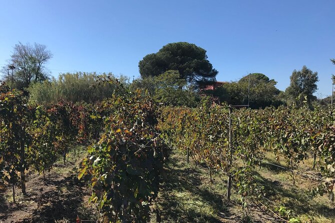 Pompeii, food and Wine - Pickup and Departure from Positano, Sorrento, or Naples