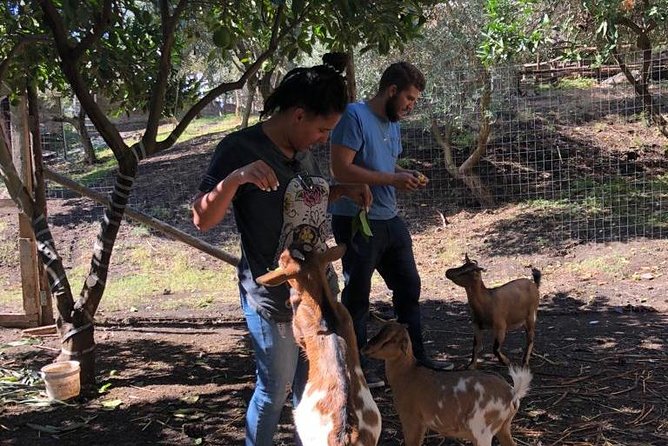 Pompeii Guided Tour & Horse Riding on Vesuvius with Lunch - Value and Customer Satisfaction