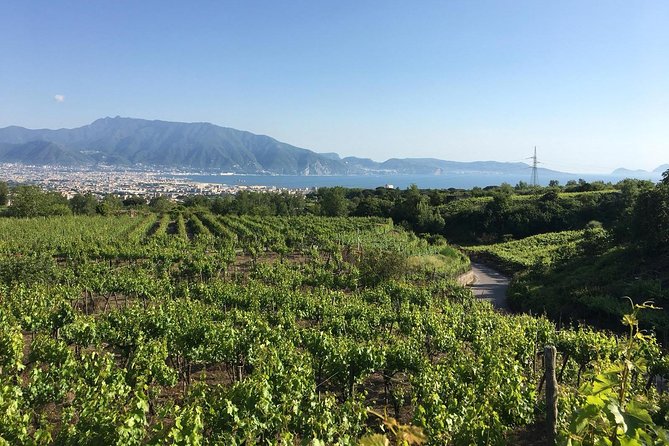 Pompeii & Herculaneum in Private Formula - Comfortable Transport with Modern Conveniences