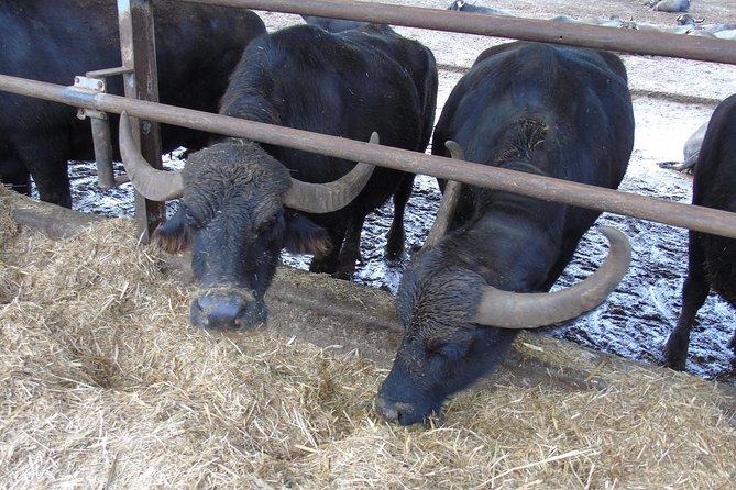 Pompeii Skip-The-Line and Sorrento Full-Day from Rome - Key Points