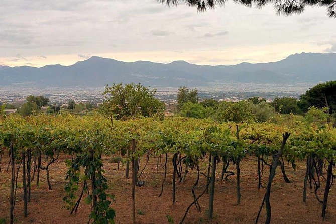 Pompeii & Vesuvius with Lunch & Wine Tasting from Positano - Pacing, Physical Fitness, and Accessibility