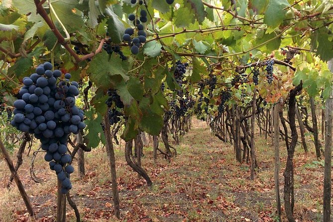 Pompeii & Vesuvius with Wine Tasting from the Coast - Who Should Consider This Tour