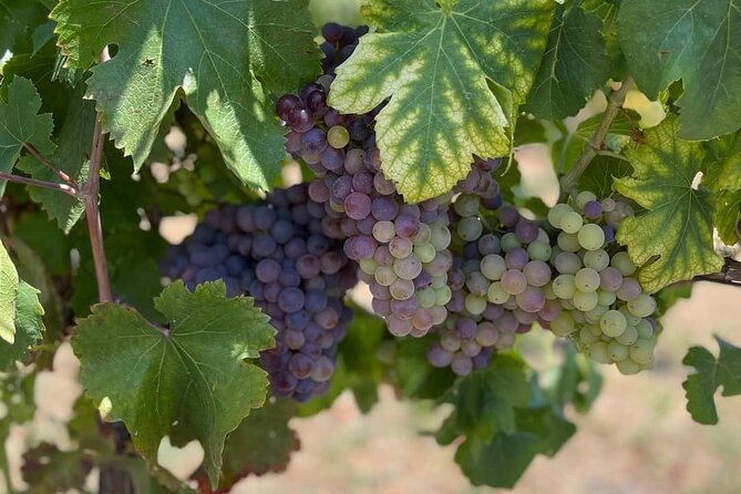 Pompeii & Wine Tasting: Private Day Tour from Naples - Exploring Pompeii’s Ruins with Expert Insight