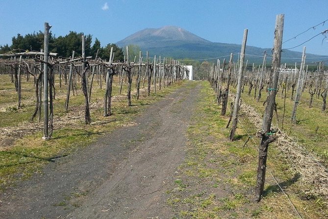 Pompeii-Wine tasting tour from Sorrento, licensed guide included - Key Points