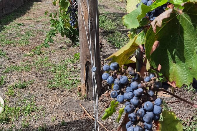 Pompeii & Wine Tour from Sorrento (tickets & lunch not included) - Cost and Booking Considerations