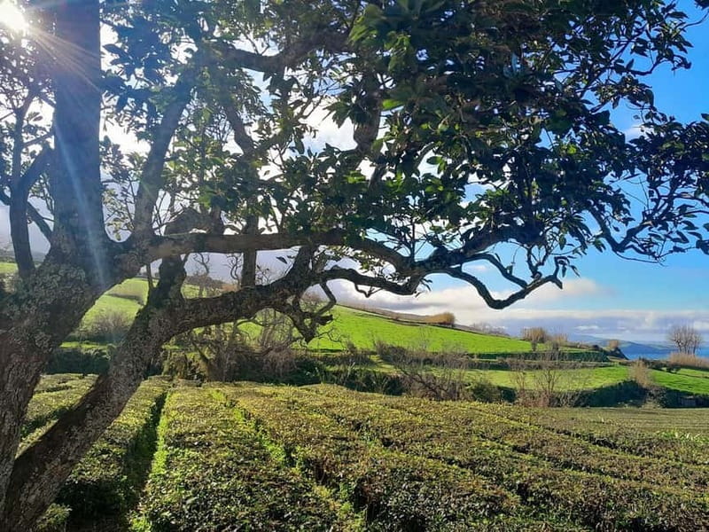 Ponta Delgada: 2-Day Tour, East & West Island Highlights - Value and Booking Considerations