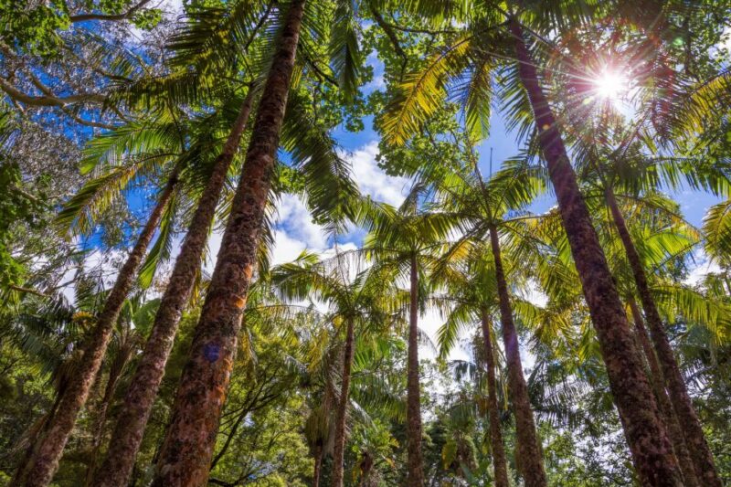 Ponta Delgada: Full-Day Van Tour to Furnas Valley - Exploring Furnas Lake and Fumaroles