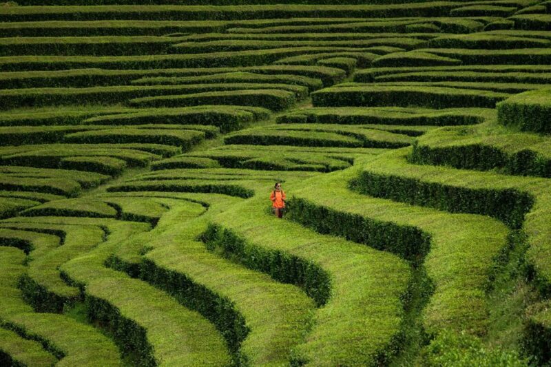 Ponta Delgada: Full-Day Van Tour to Furnas Valley - Sampling the "Cozido" in Furnas