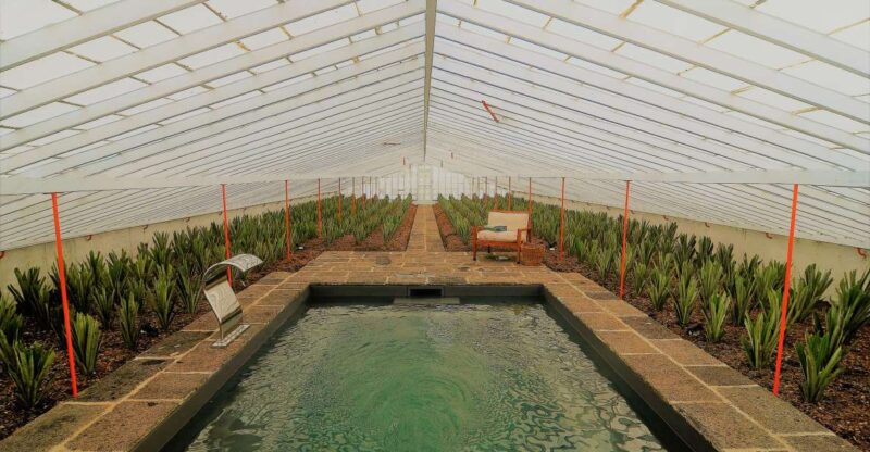 Ponta Delgada: Greenhouse Hot Tube with Pineapple Tour - Key Points