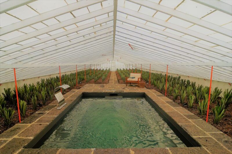 Ponta Delgada: Greenhouse Hot Tube with Pineapple Tour - Soaking in the Hot Tub Amidst Greenhouse Vines