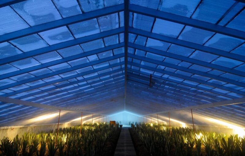 Ponta Delgada: Greenhouse Hot Tube with Pineapple Tour - What Makes This Tour Special Compared to Other Experiences