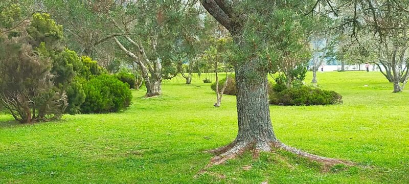 Ponta Delgada: Sete Cidades Volcano Lakes Shore Excursion - The Panoramic View from Pico do Carvão