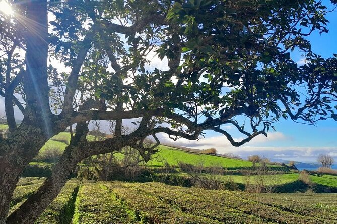 Ponta Delgada: Seven Cities & Furnas Volcano Shore Excursion Tour - Logistics: Meeting Point and Group Size