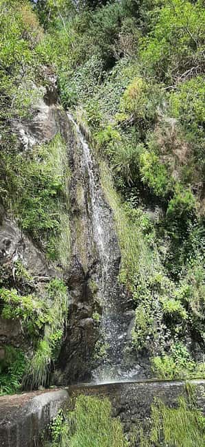 Ponta do Sol: Guided tour of the banana plantations by a local - Exploring Madeira’s Banana Plantations with Local Guides