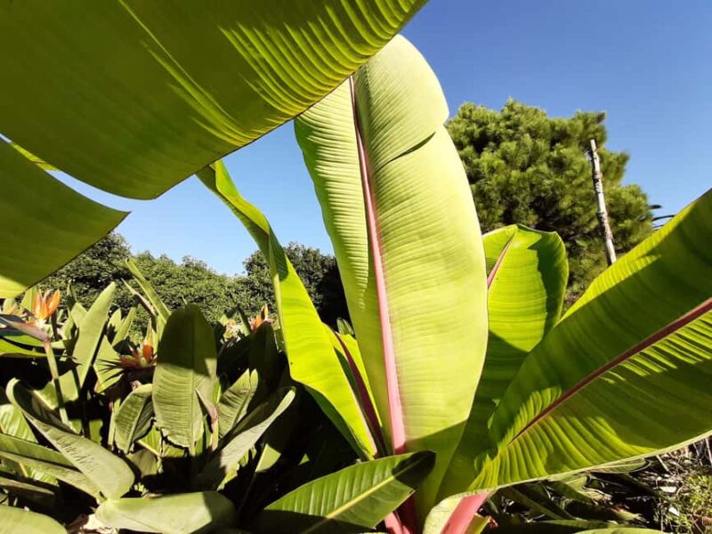 Ponta do Sol: Guided tour of the banana plantations by a local - Practical Details and Logistics