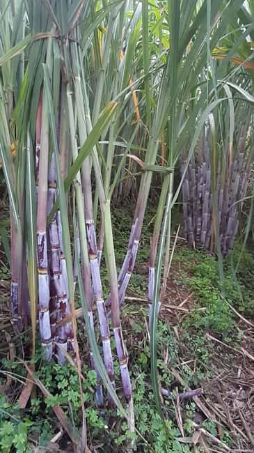 Ponta do Sol: Guided tour of the banana plantations by a local - Value and Experience Summary