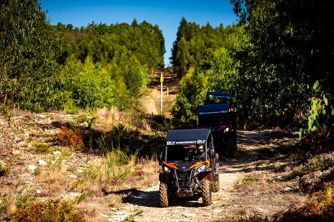 Ponte de Lima Guided Buggy Tour - Practical Tips for Booking and Participation