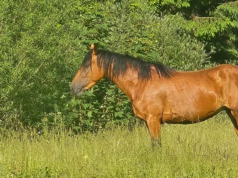 Pontedilegno-Temù: Val d'Avio Horseback Ride with Guide - Scenic Horseback Riding in Lombardy’s Val dAvio with a Guided Tour