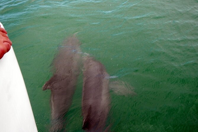 Pontoon Sightseeing and Shelling Excursion to Keeywaydin Island - Key Points