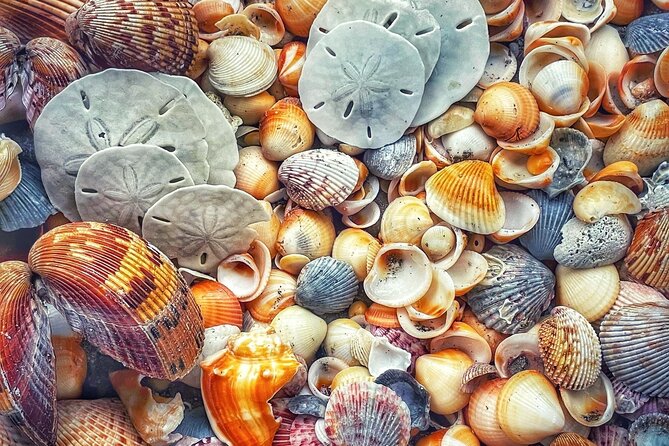 Pontoon Sightseeing and Shelling Excursion to Keeywaydin Island - Customizable Itinerary and Family-Friendly Features