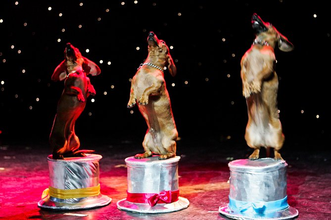 Popovich Comedy Pet Theater at Planet Hollywood Resort and Casino - The Animal Acts and Performers