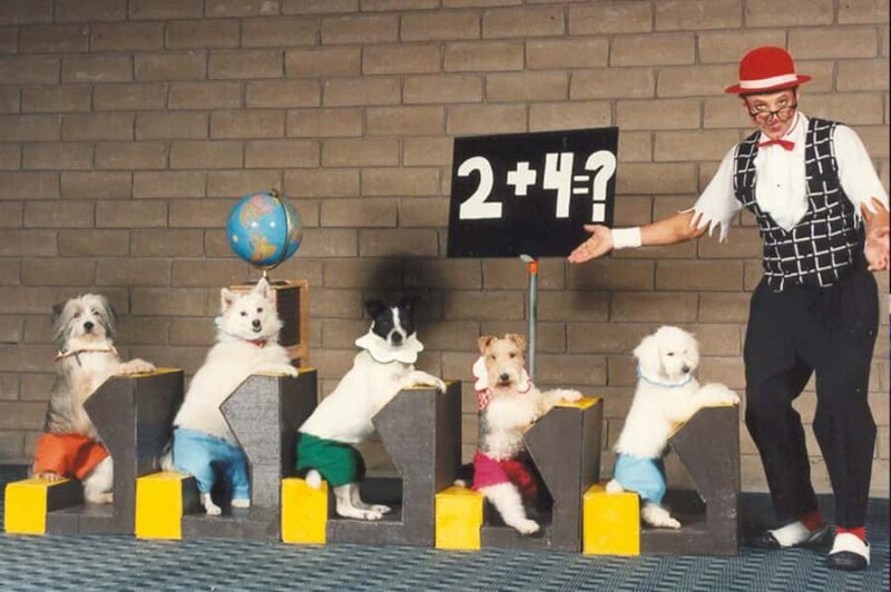 Popovich Comedy Pet Theater in Las Vegas - Discover the Unique Charm of Popovich Comedy Pet Theater in Las Vegas