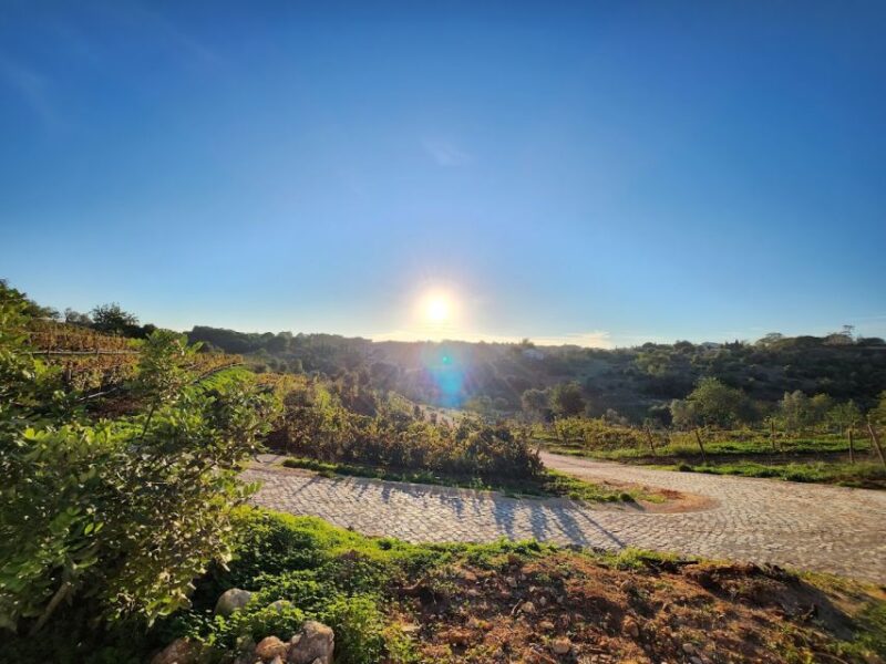 Porches: Algarve Vineyard Tour and Wine Tasting Experience - Visit a Family-Owned Vineyard Near Albufeira