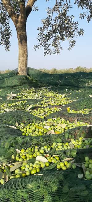 Pore: Olive Grove Walk and Tasting with Local Products - Discovering the Olive Groves Location and Setting