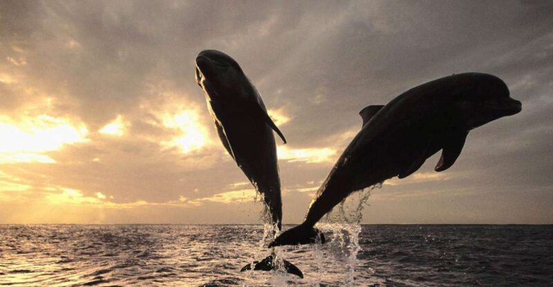 Pore: Private Snorkeling Tour with Dolphin-Watching - Key Points