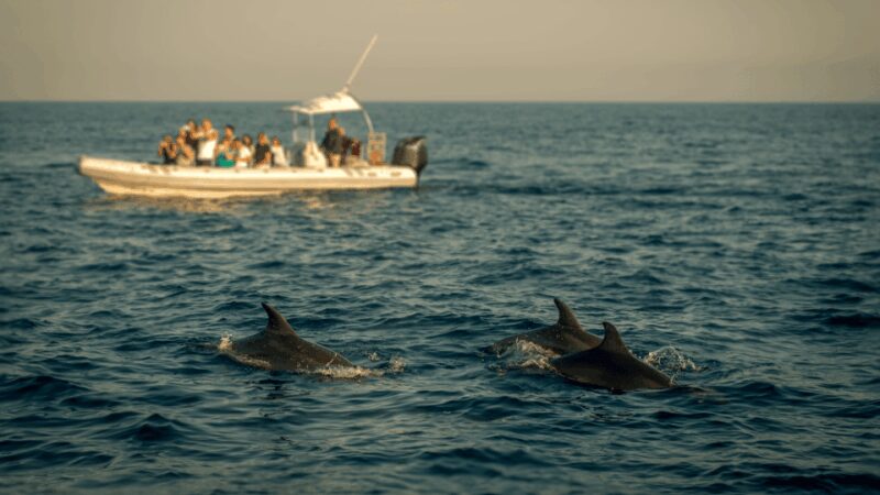 Pore: Private Snorkeling Tour with Dolphin-Watching - The Experience Provider: ALPHA LUXE GROUP