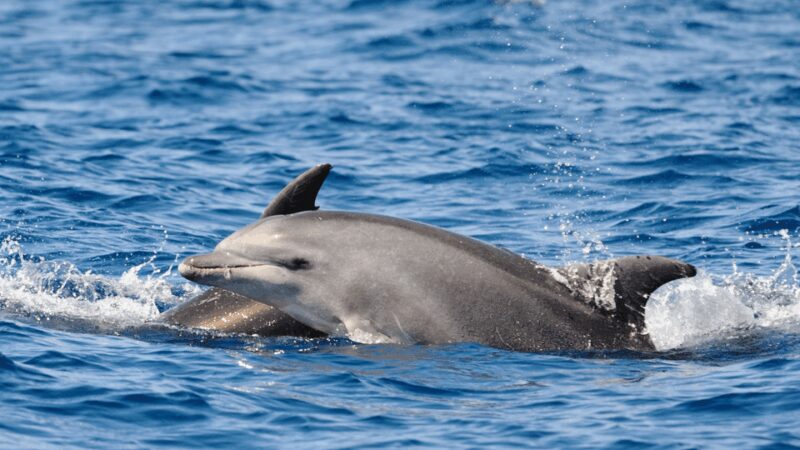 Pore: Private Snorkeling Tour with Dolphin-Watching - Who Will Love This Tour?