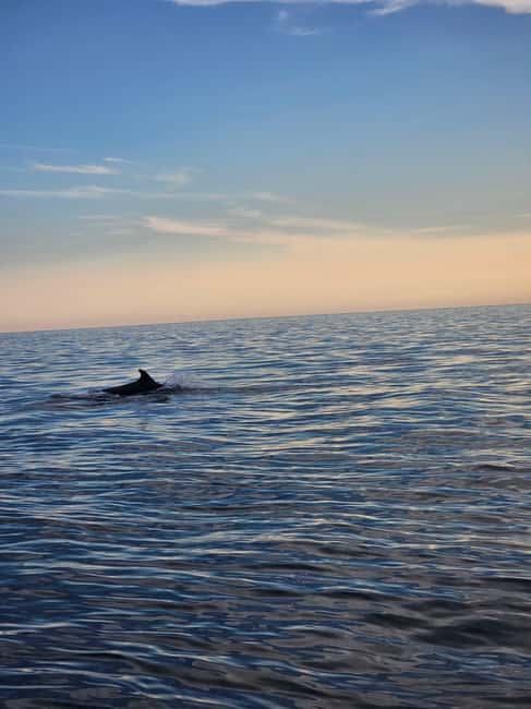Pore Private Sunset Dolphin Cruise on Yacht - The Starting Point in Porec for a Private Yacht Experience