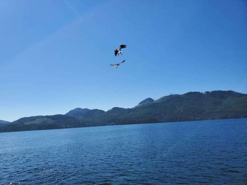 Port Alice: Sea Otter and Wildlife Tour - 6 hour with lunch - Key Points