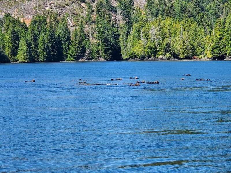 Port Alice: Sea Otter and Wildlife Tour - 6 hour with lunch - Personalization and Small Group Advantages