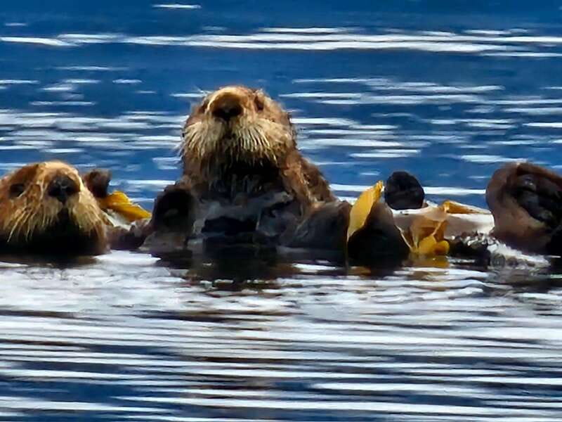 Port Alice: Sea Otter and Wildlife Watching Boat Tour - Key Points
