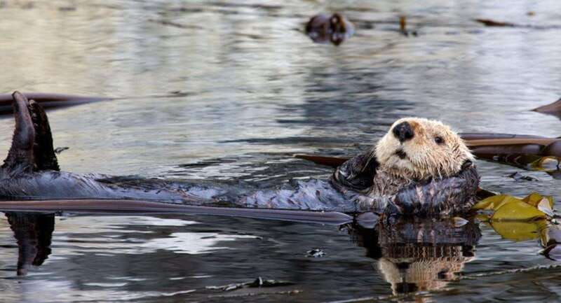 Port Alice: Sea Otter and Wildlife Watching Boat Tour - Is This Tour Suitable for Everyone?