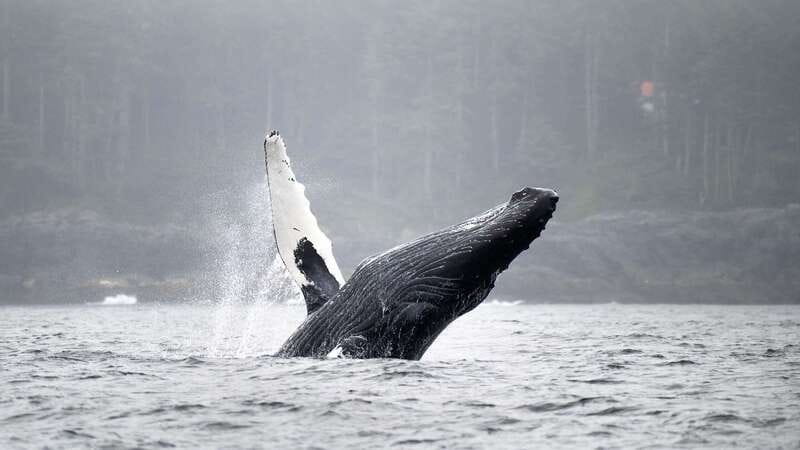 Port Hardy: Sea Otter and Whale Watching - Discover the Marine Wildlife of Northern Vancouver Island for $246