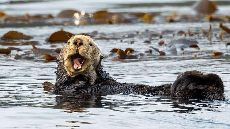 Port Hardy: Sea Otter and Whale Watching - Wildlife Viewing and Photography Opportunities