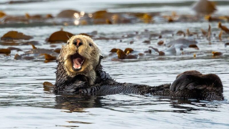 Port Hardy: Sea Otter and Whale Watching - Weather Considerations and Best Time to Book