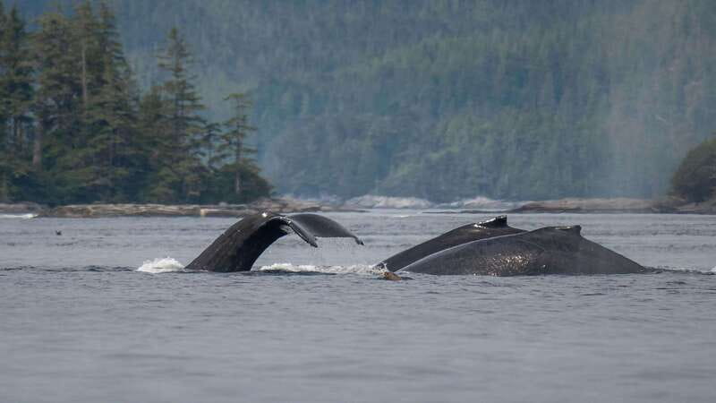 Port Hardy: Sea Otter and Whale Watching - Pricing, Cancellation, and Booking Flexibility
