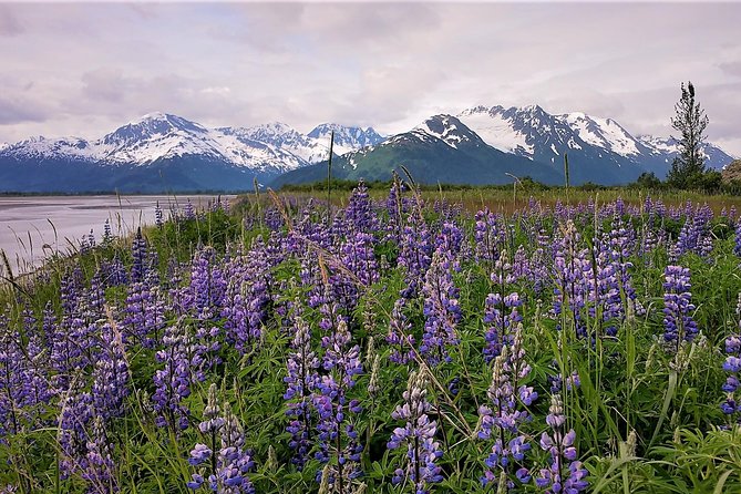 Port Homer Day Tour Wilderness, Wildlife and Beach Experience - Convenient Stops for Souvenirs and Local Culture