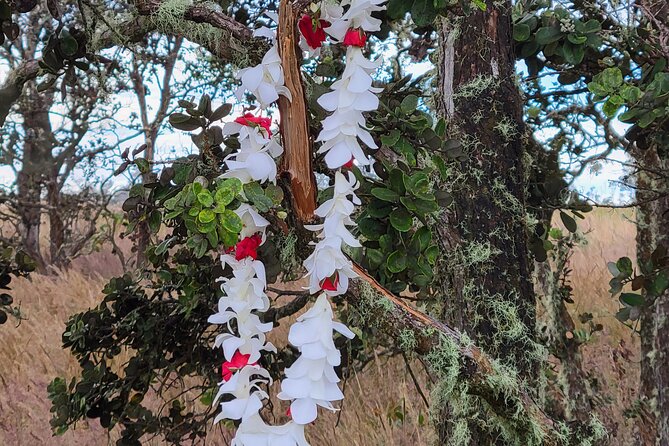 Port of Hilo to Volcano Tour - The Tour Starts at Port of Hilo and Arrives with Punctuality