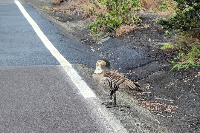 Port of Hilo to Volcano Tour - Rainbow Falls: A Magic of Light and Myth