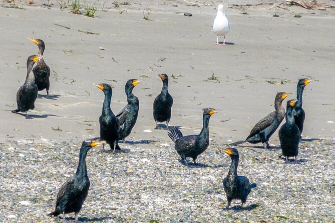 Port Townsend Wildlife Watching Cruise - Starting Point at Port Townsend’s City Pier in Port Angeles