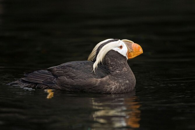 Port Townsend Wildlife Watching Cruise - Comfortable and Safe Vessel with Practical Amenities