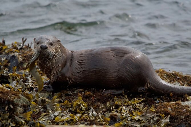 Port Townsend Wildlife Watching Cruise - Comparing this Tour to Other Olympic Peninsula Activities