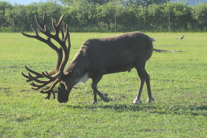Portage Glacier Cruise and Wildlife Explorer Tour - Scenic Drive Through Seward Highway and Potter Marsh