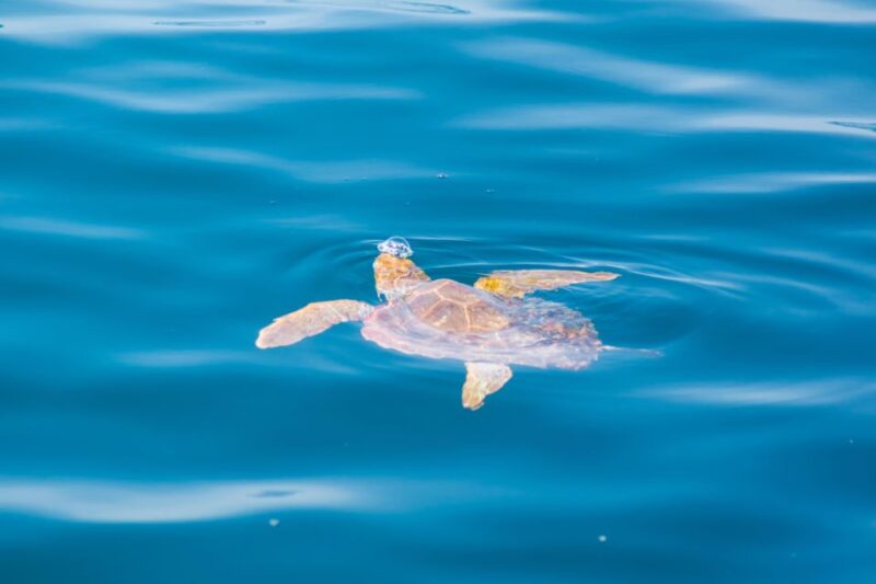 Portimão: 2.5 hours  Dolphins Watching  Biologist on Board - Key Points