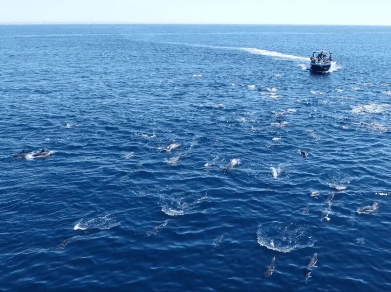 Portimão: 2.5 hours  Dolphins Watching  Biologist on Board - What Makes the KYROS Boat Unique for Dolphin Watching